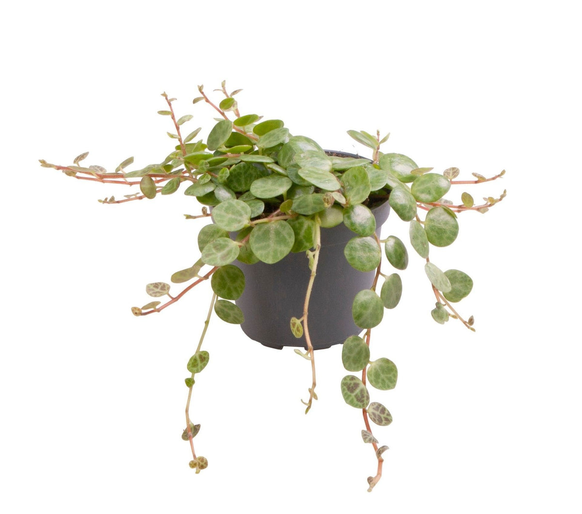 Peperomia Prostrata – Ø6 cm, 6 cm de haut
