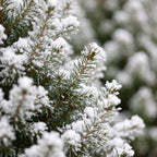 Picea glauca Conica (petit sapin de Noël) avec panier – Ø17 cm, 65 cm de haut – blanc