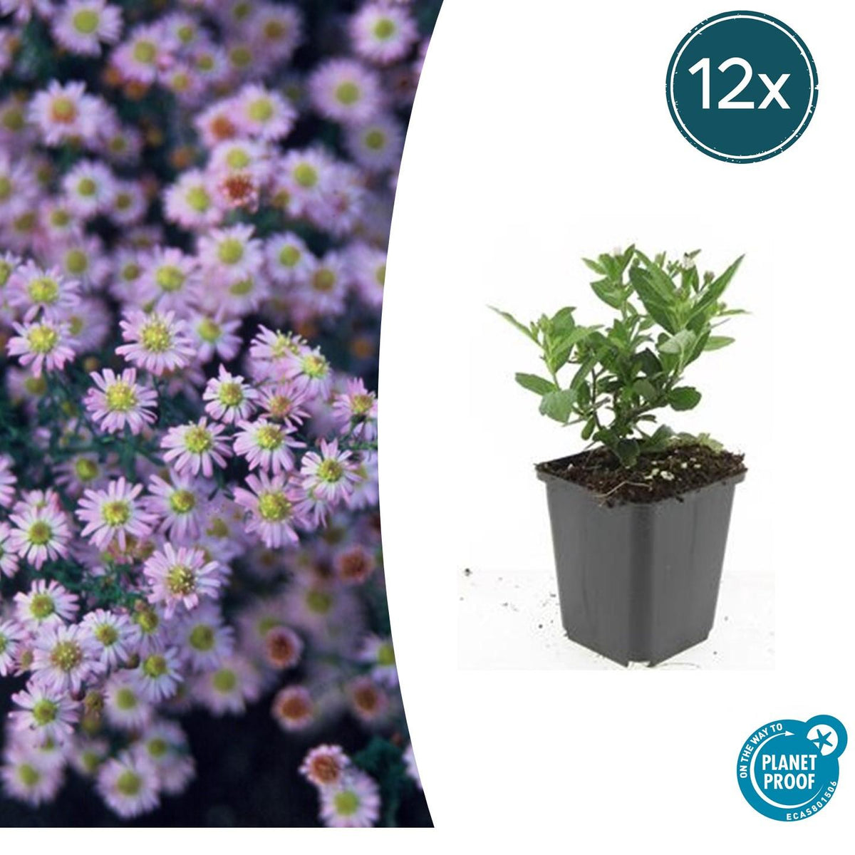 Aster ageratoides 'Stardust' – 12 Pflanzen, Ø9 cm, 10–25 cm hoch