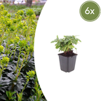 Euphorbia amygdal. 'Robbiae' (Wolfsmilch) – 6 Pflanzen, Ø9 cm, 10–25 cm hoch