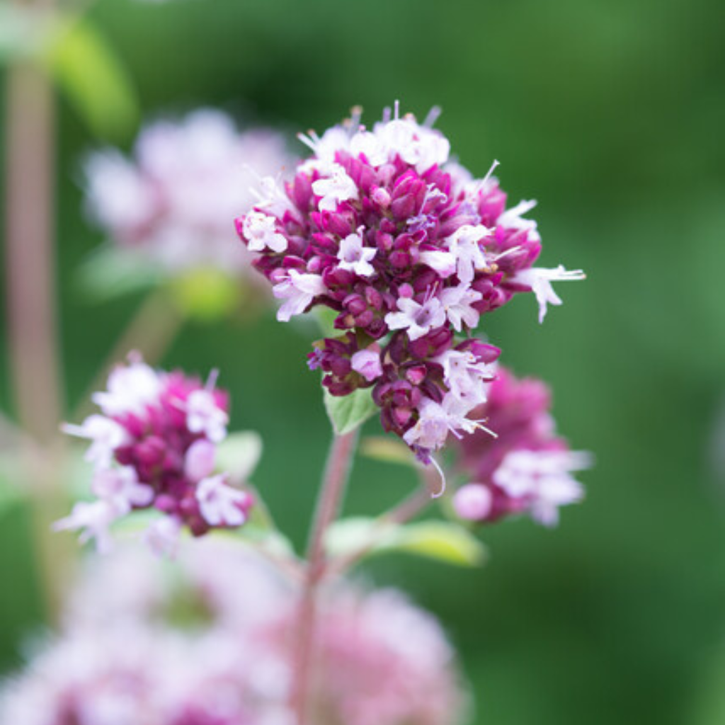 Origanum laevigatum 'Herrenhausen' (origan) – 6 plantes, Ø9 cm, 10–25 cm de haut – photo 8