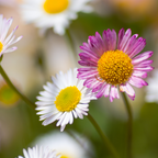 Erigeron karvinskianus (mexicansk bakkestjerne) – 6 planter, Ø9 cm, 10–25 cm høje