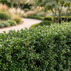 Ilex crenata 'Stokes' (Houx du Japon) – 8 plants, Ø9 cm, 20–30 cm de haut
