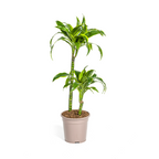 Dracaena Deremensis Dorado (drakenboom) – Ø19 cm, 70–90 cm hoog