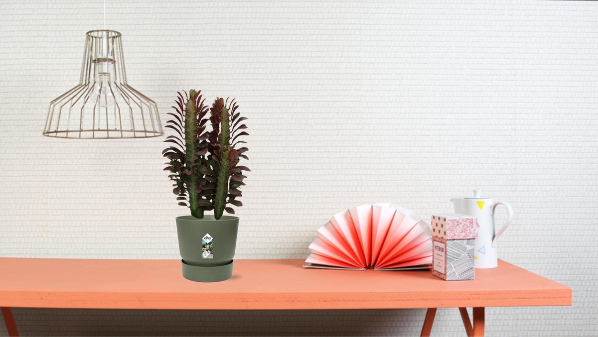 Euphorbia Trigona Rubra – Ø12 cm, 40 cm hoog