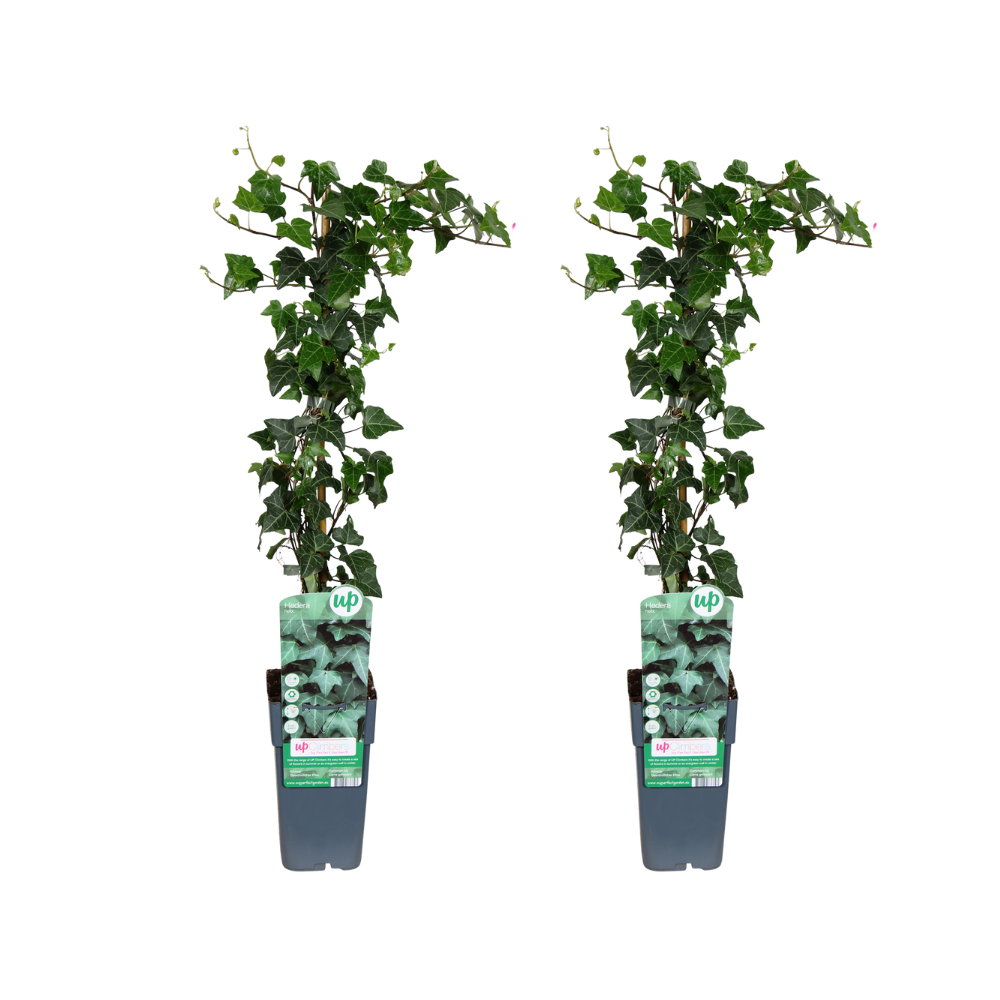 Hedera helix (klimop) – 2 planten, Ø15 cm, 65 cm hoog