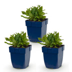 Salvia nemorosa 'Schneehügel' (sauge) – blanc – 3 plants, Ø11 cm, 15–25 cm de haut
