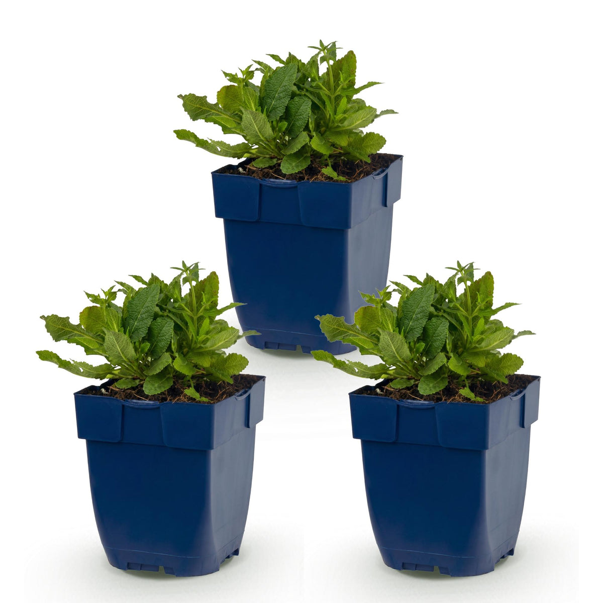 Salvia nemorosa 'Schneehügel' (sauge) – blanc – 3 plants, Ø11 cm, 15–25 cm de haut – photo 2