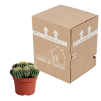 Eriocactus warasii (Cactaceae) – Ø 12 cm, 20 cm hoch