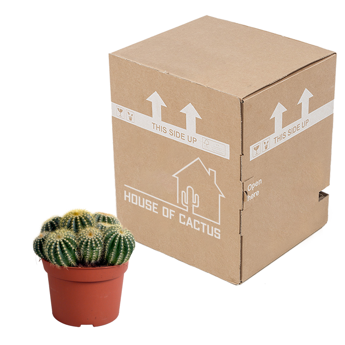 Eriocactus warasii (Cactaceae) – Ø12 cm, 20 cm høj