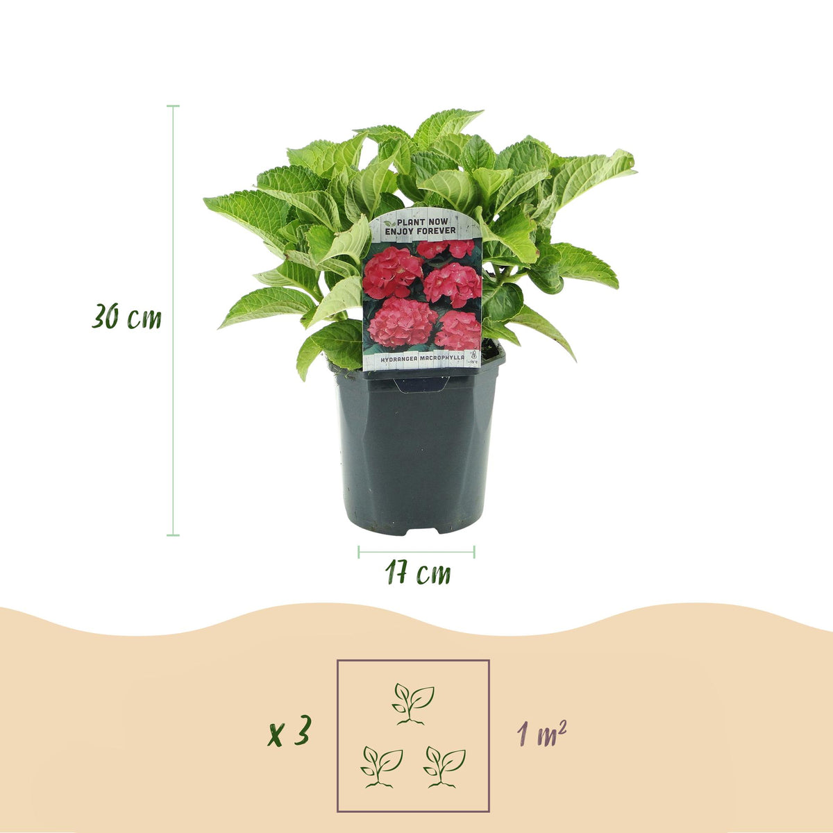Hydrangea macrophylla (hortensia) – rood – 3 planten, Ø17 cm, 30 cm hoog