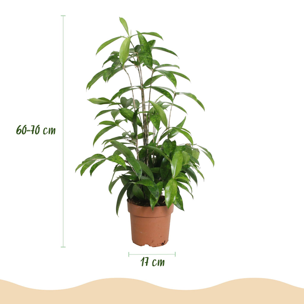 2× Dracaena surculosa (drakenboom) – Ø17 cm, 60–70 cm hoog