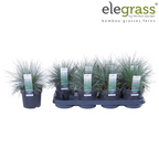 Festuca glauca 'Azura Blue' (blue fescue) – Ø19 cm, 40 cm high – art. 6627