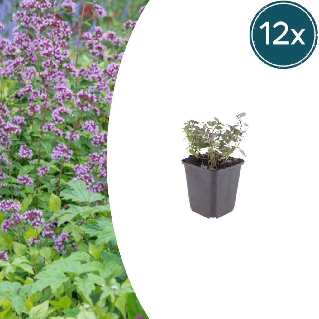Origanum laevigatum 'Herrenhausen' (oregano) – 12 plants, Ø9 cm, 10–25 cm high – photo 2