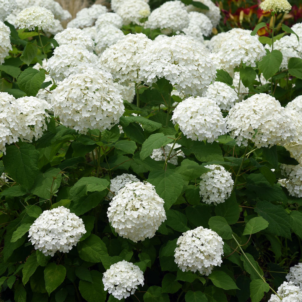 Hydrangea arborescens 'Annabelle' (Rispenhortensie) – weiß – Ø 17 cm, 50 cm hoch – Bild 4