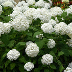 Hydrangea arborescens 'Annabelle' (Rispenhortensie) – weiß – Ø 17 cm, 50 cm hoch