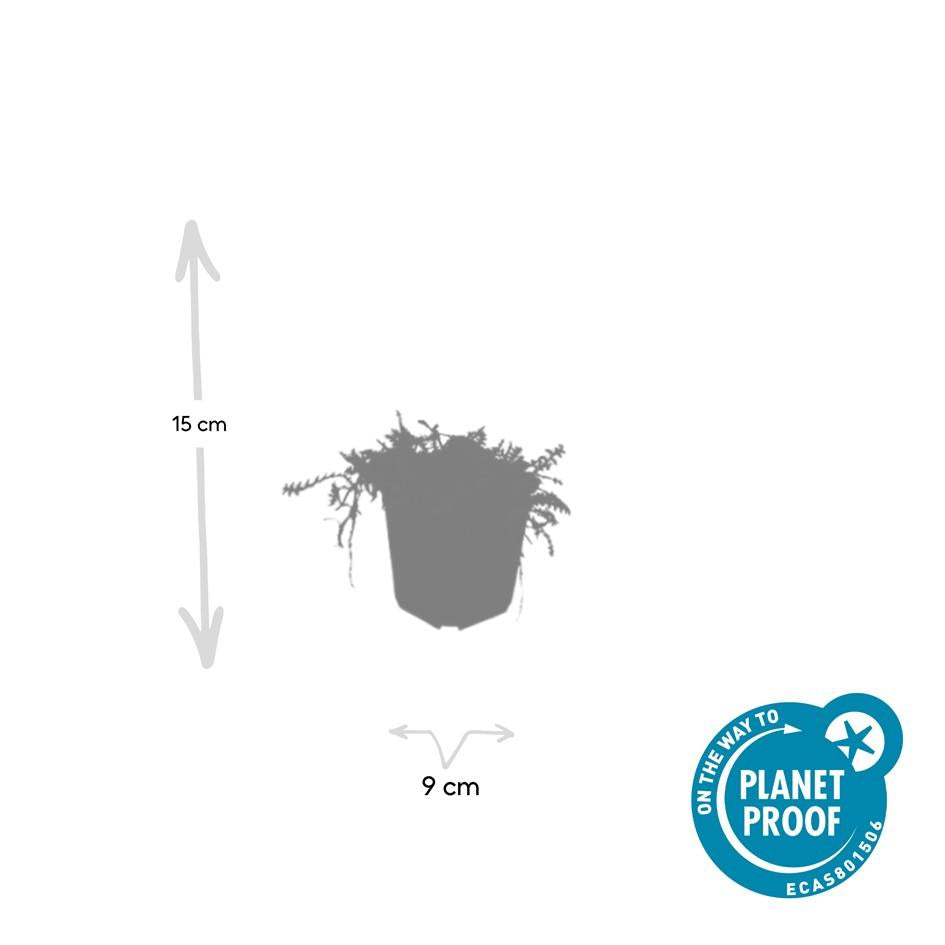 Leptinella squalida – 60 planter, Ø9 cm, 10–25 cm høje – billede 3