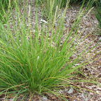 Sesleria autumnalis (Herbst-Schachtelhalm) – 48 Pflanzen, Ø9 cm, 10–25 cm hoch