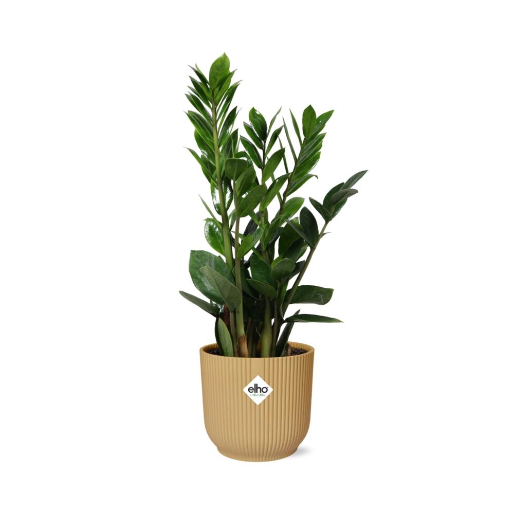 Zamioculcas (zz-plant) – 40 cm hoog – geel
