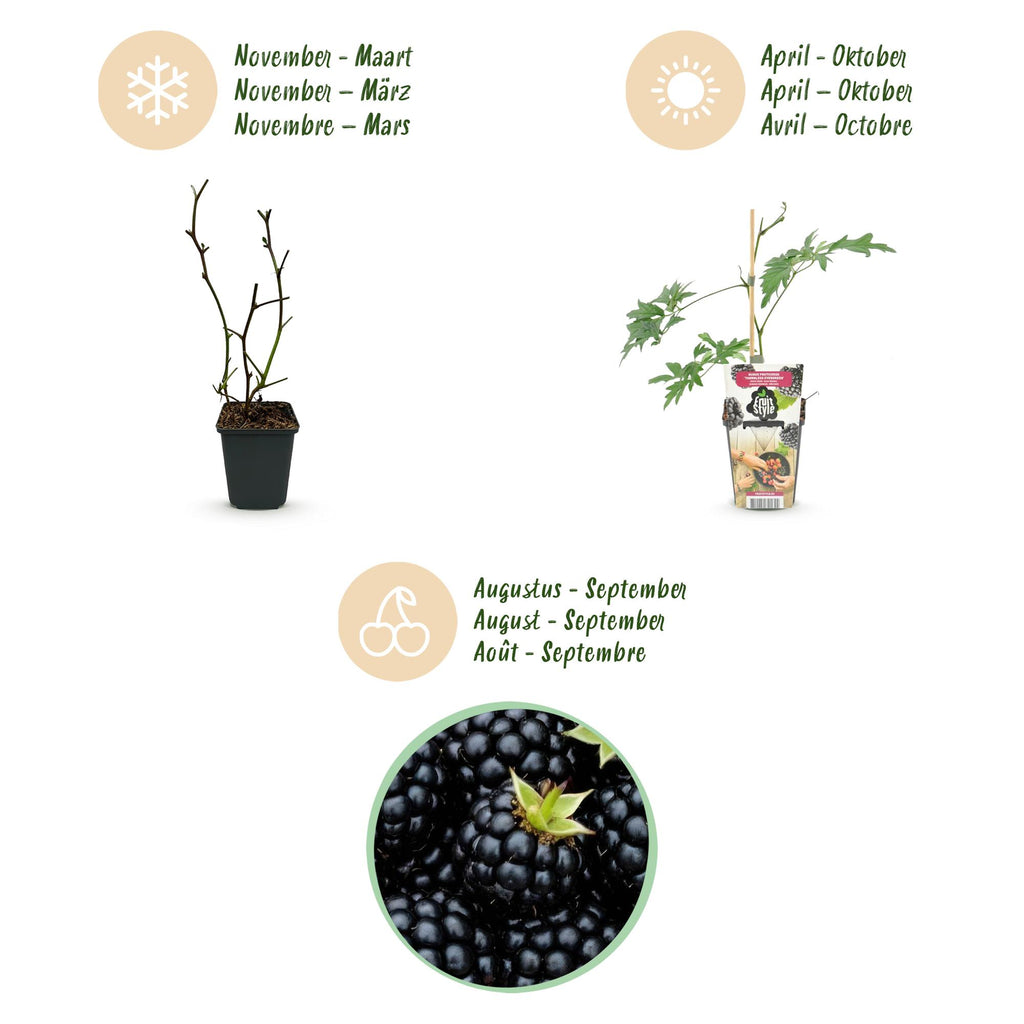 Rubus 'Thornless Evergreen' (mûre) – 3 plants, Ø9 cm, 35 cm de haut – photo 9