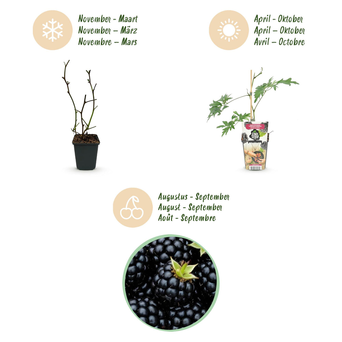 Rubus 'Thornless Evergreen' (mûre) – 3 plants, Ø9 cm, 35 cm de haut – photo 9