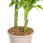 Dracaena Deremensis Dorado (drakenboom) – Ø19 cm, 70–90 cm hoog