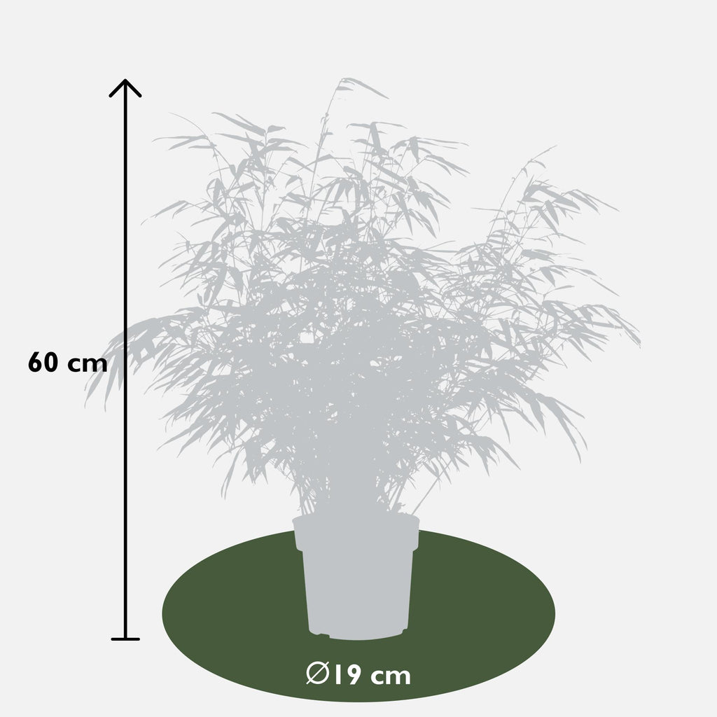 Fargesia rufa (nicht ausladender Bambus) – Ø 19 cm, 50–60 cm hoch – Bild 6
