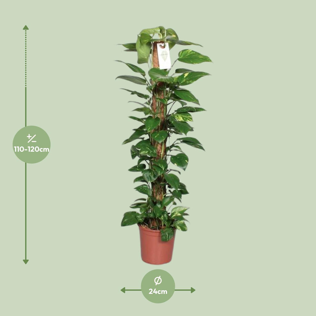 Epipremnum Pinnatum 120cm (scindapsus) – Ø24 cm, 120 cm hoog
