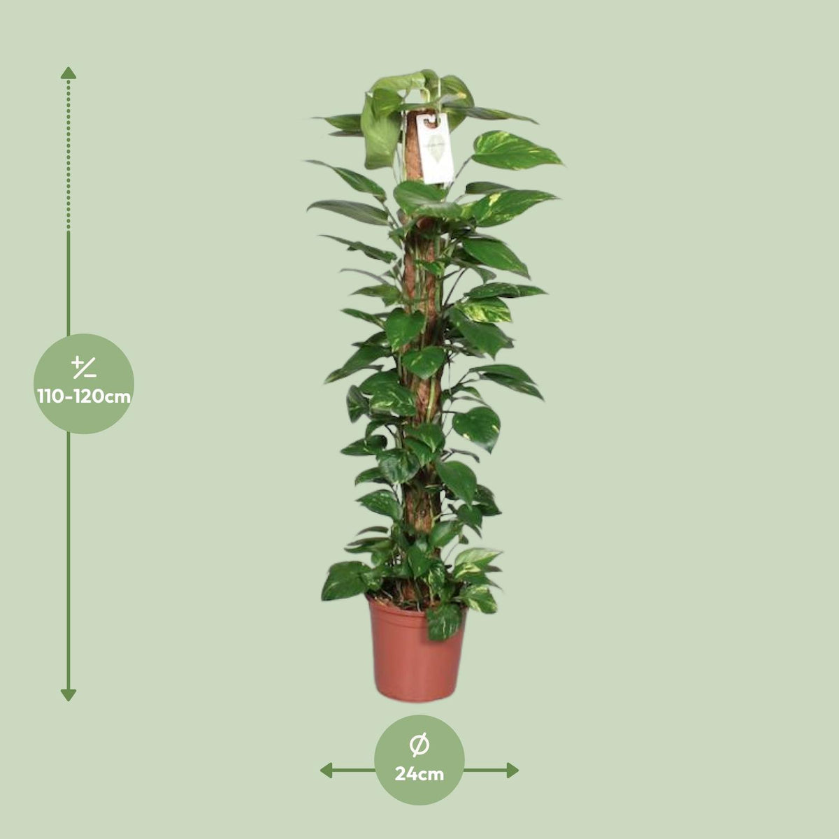 Epipremnum Pinnatum 120cm (scindapsus) – Ø24 cm, 120 cm høj