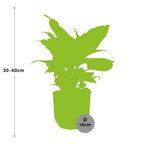 Dieffenbachia ‘Camilla’ in ELHO Vibes Fold 14cm roze – 35 cm hoog