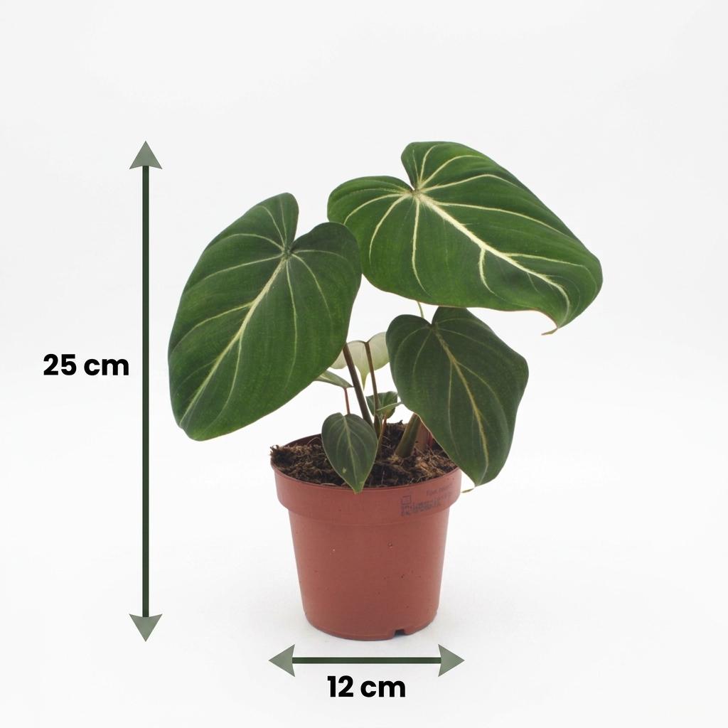 2× Philodendron gloriosum in Potter-sierpot grijs – Ø12 cm, 25 cm hoog