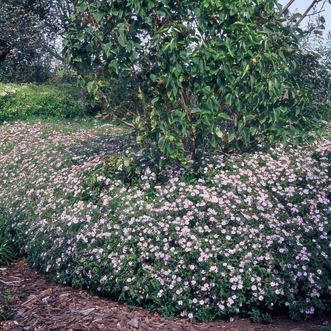 Aster