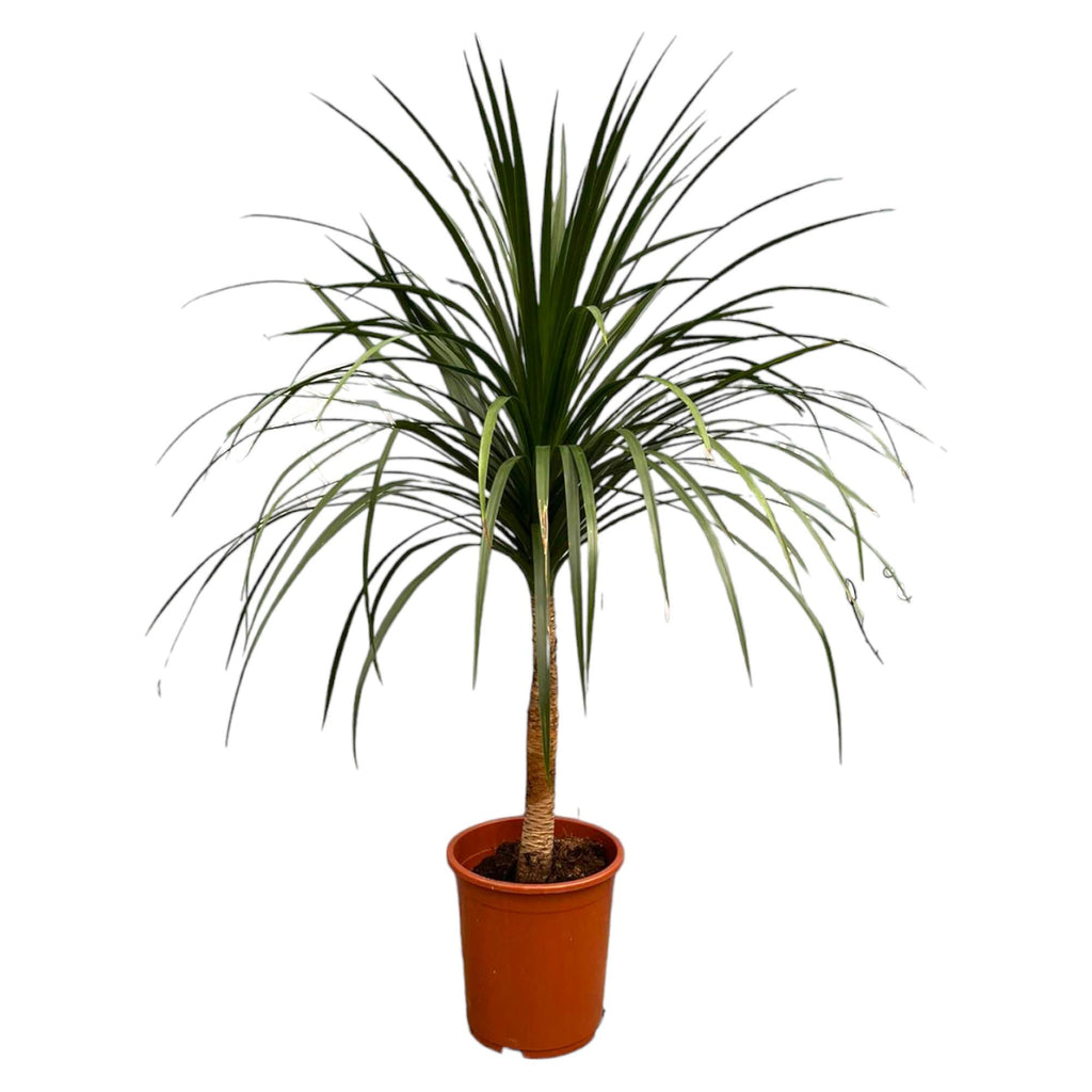 Dracaena Draco (dragebreg) – Ø30 cm, 120 cm høj