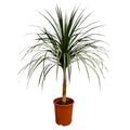 Dracaena Draco (dragebreg) – Ø30 cm, 120 cm høj
