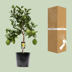 Zitrus 'Lemon' (Zitrusbäumchen) – Ø 22 cm, 80 cm hoch