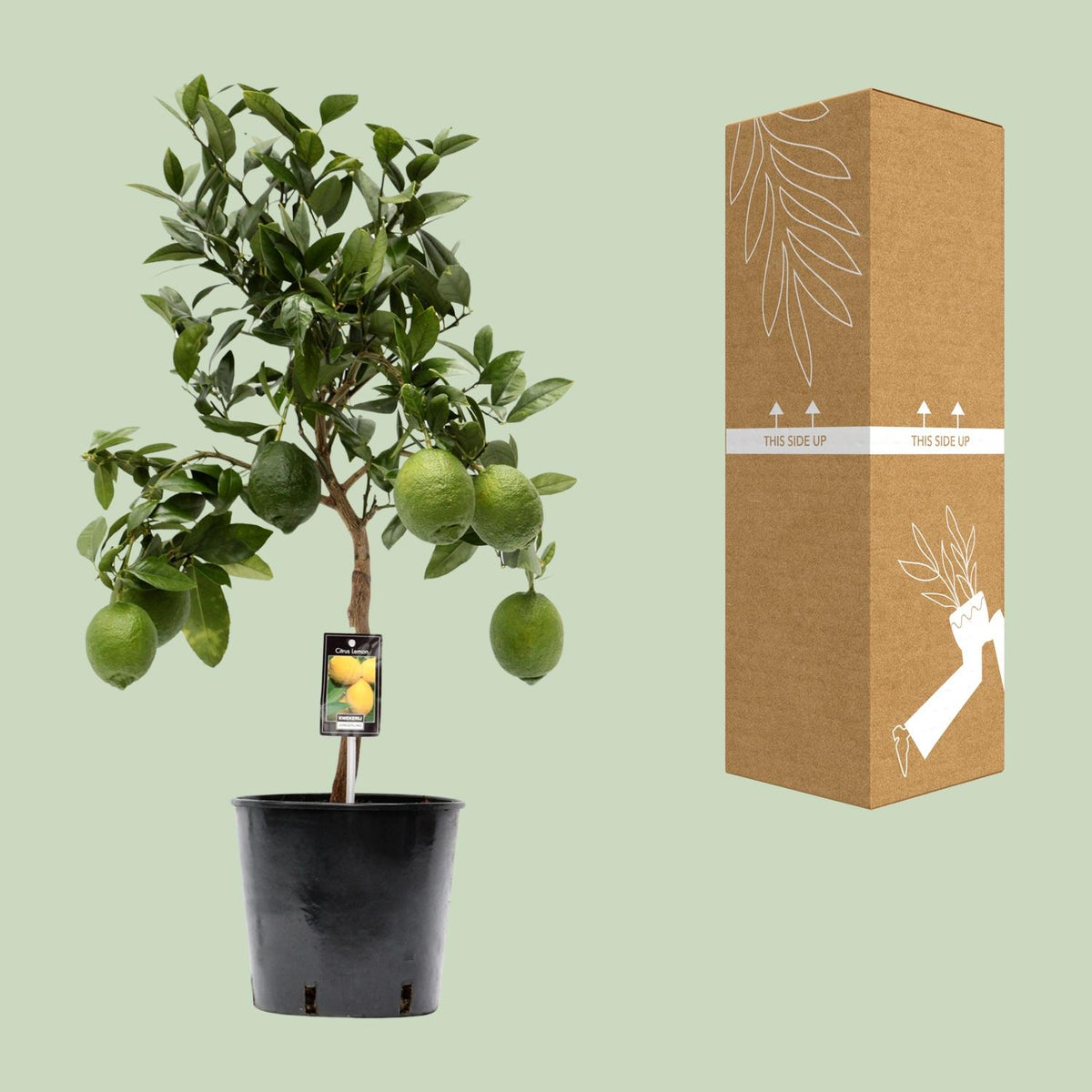 Citrus 'Lemon' (citrusboompje) – Ø22 cm, 80 cm hoog