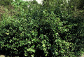 Euonymus fort. 'Coloratus' (burning bush) – 6 plants, Ø9 cm, 10–25 cm high