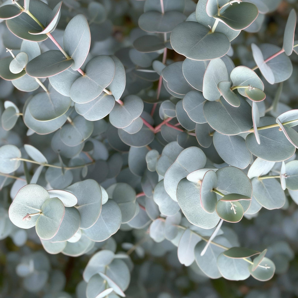 Eucalyptus gunni 'Azure' auf Stamm – Ø 19 cm, 70–90 cm hoch – Bild 4