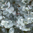 Eucalyptus gunni 'Azure' auf Stamm – Ø 19 cm, 70–90 cm hoch