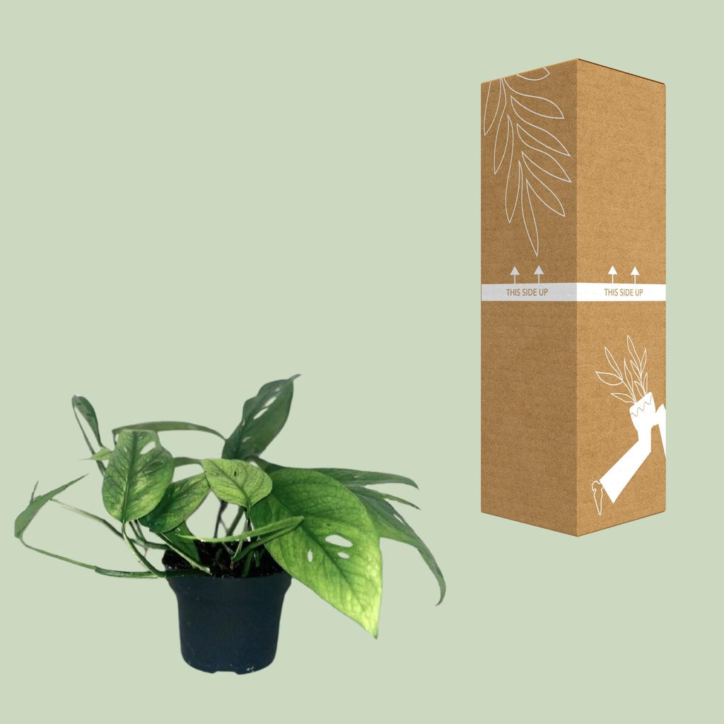 Epipremnum Cebu Blue (scindapsus) – Ø12 cm, 20 cm hoog