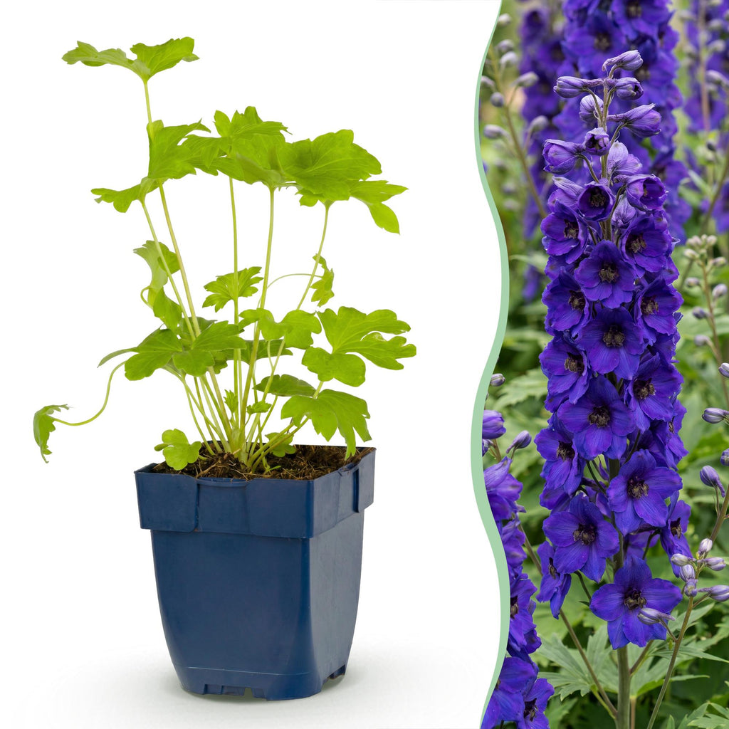 Delphinium 'Black Knight' (Sch $@$lter) – violett – 12 Pflanzen, Ø 11 cm, 15–25 cm hoch