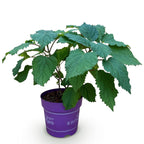Hydrangea arborescens 'FlowerWOW' (Rispenhortensie) – weiß – Ø 14 cm, 20–30 cm hoch