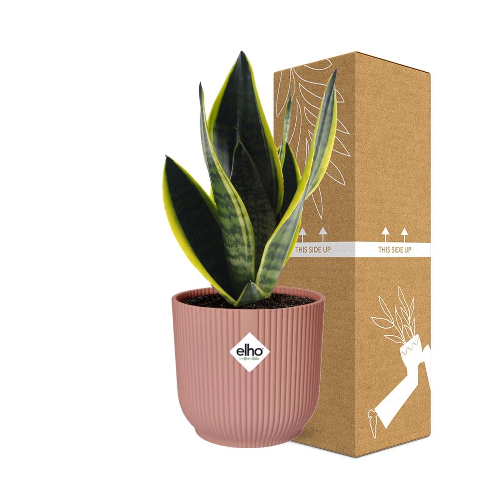 Sansevieria Futura Superba im ELHO Vibes Fold 14 cm rosa (Bogenhanf) – 40 cm hoch – Bild 4