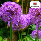 Mélange décoratif – 4 bulbes de fleurs