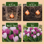 Tulpenmix 'Prince' – 80 bloembollen (bolmaat 11/16)
