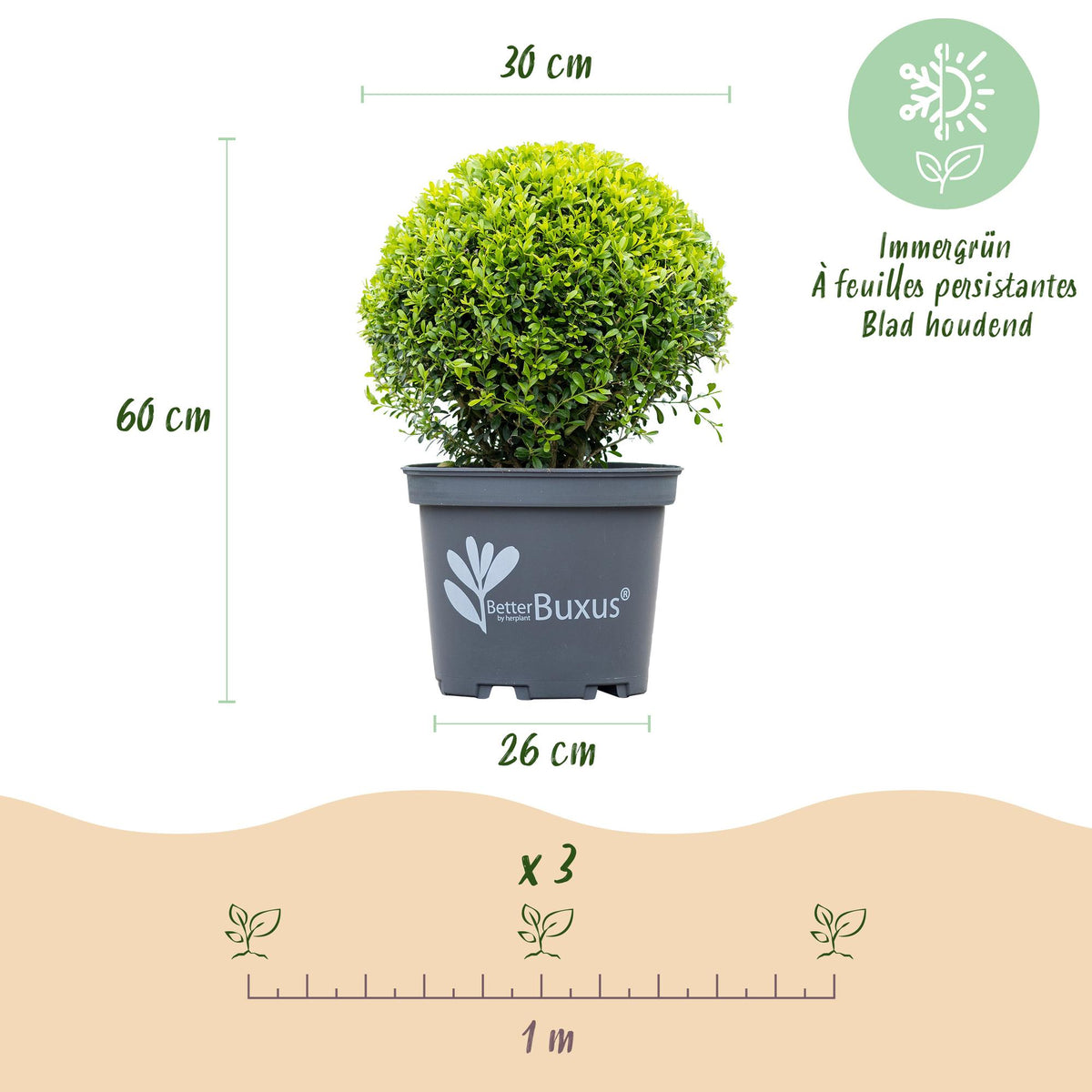 Buxus – 2 Pflanzen, Ø 26 cm, 30 cm hoch