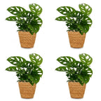 4× Monstera adansonii (mini-monstera) met mand – Ø12 cm, 25 cm hoog