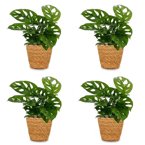 4× Monstera adansonii (mini-monstera) met mand – Ø12 cm, 25 cm hoog