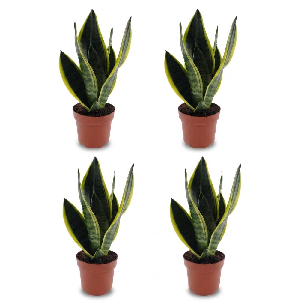 4× Sansevieria Future Superb (svigermors tunge) – Ø12 cm, 35 cm høj