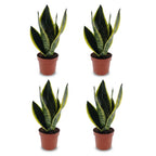 4× Sansevieria Future Superb (svigermors tunge) – Ø12 cm, 35 cm høj